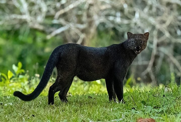 Gato-mourisco: Também conhecido como jaguarundi, esse felino é encontrado em diversos países da América do Sul. Apesar da ampla distribuição, está ameaçado devido à perda de habitat e caça.