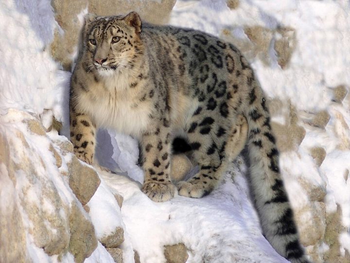 Leopardo-das-neves: Está ameaçado devido à caça furtiva, mudanças climáticas e perda de habitat. A convivência com populações humanas também leva a conflitos, pois os leopardos atacam o gado.