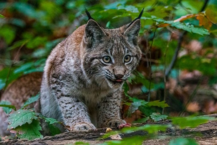 A expansão agrícola invadiu seus habitats naturais e a caça intensiva levou a uma drástica redução de população da espécie.