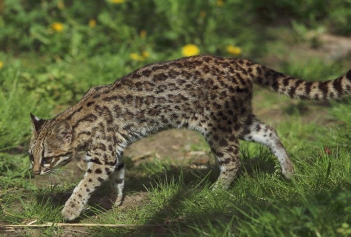 Gato-do-mato: Presente na Mata Atlântica e Cerrado, esse felino é classificado como 