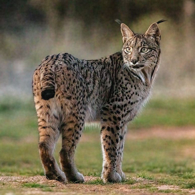 Felino raro sai da lista de animais à beira da extinção; conheça a espécie e sua origem