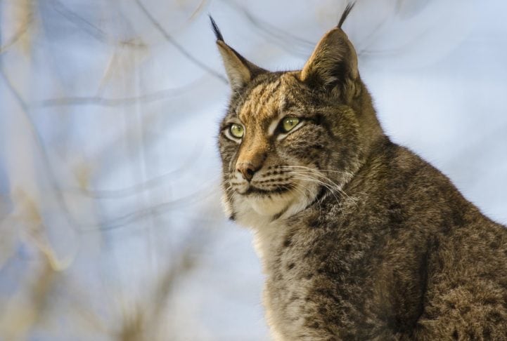 A classificação do lince ibérico foi alterada pela União Internacional para a Conservação da Natureza (UICN) de 