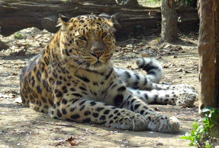 Leopardo-de-Amur: Em 