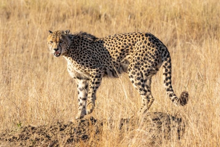 Guepardo: O felino está classificado como 