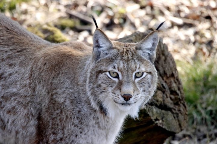 Originários de regiões de Portugal e da Espanha, os linces ibéricos começaram a enfrentar sérios desafios a partir dos anos 1960.