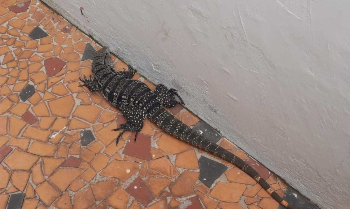 Tei&uacute; de 70 cm estava em corredor de uma casa em Arax&aacute; -  (crédito: Divulga&ccedil;&atilde;o/CBMMG)