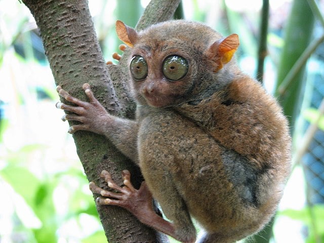 O tarsius, pequeno primata, tem olhos proporcionalmente grandes, que garantem excelente visão noturna. Isso é essencial para caçar insetos e pequenos vertebrados durante a noite.