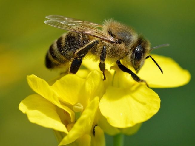 As abelhas conseguem enxergar luz ultravioleta, o que as ajuda a identificar flores ricas em néctar. Essa habilidade é fundamental para sua alimentação e para a polinização das plantas.
