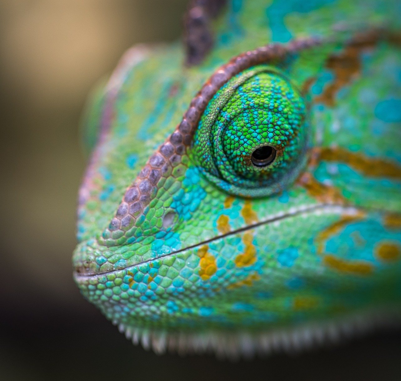 O camaleão tem olhos que se movem independentemente, oferecendo excelente percepção de profundidade e visão panorâmica. Isso é vital para localizar presas e observar predadores em várias direções simultaneamente