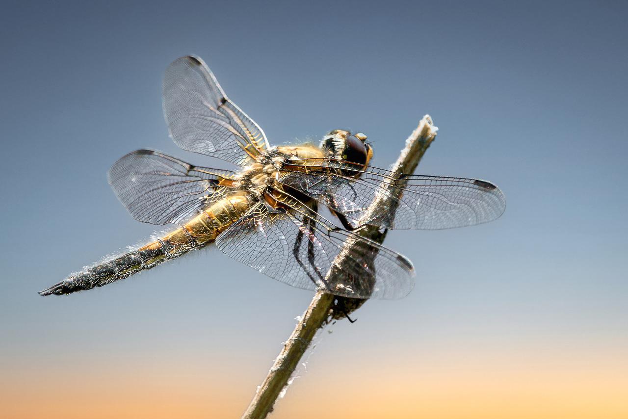 A libélula possui olhos compostos que lhe conferem quase 360 graus de visão. Essa característica é essencial para capturar insetos em pleno voo com grande precisão.
