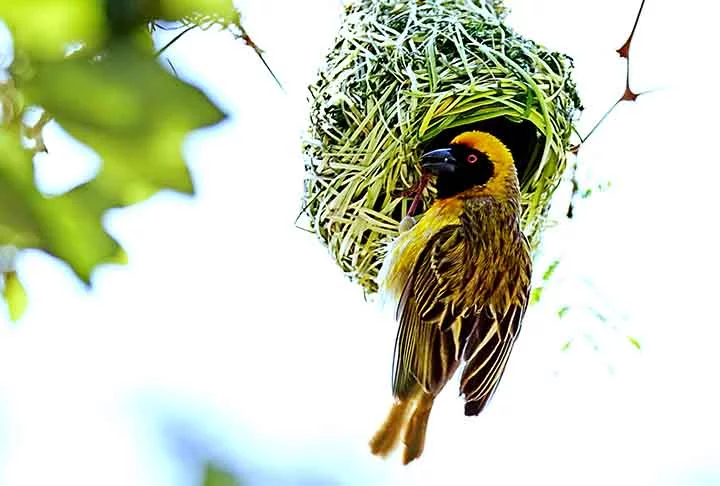 Em geral, os ninhos são feitos de materiais naturais, como galhos, folhas, barro e penas. Eles variam bastante em tamanho, forma e localização, dependendo da espécie e do habitat.