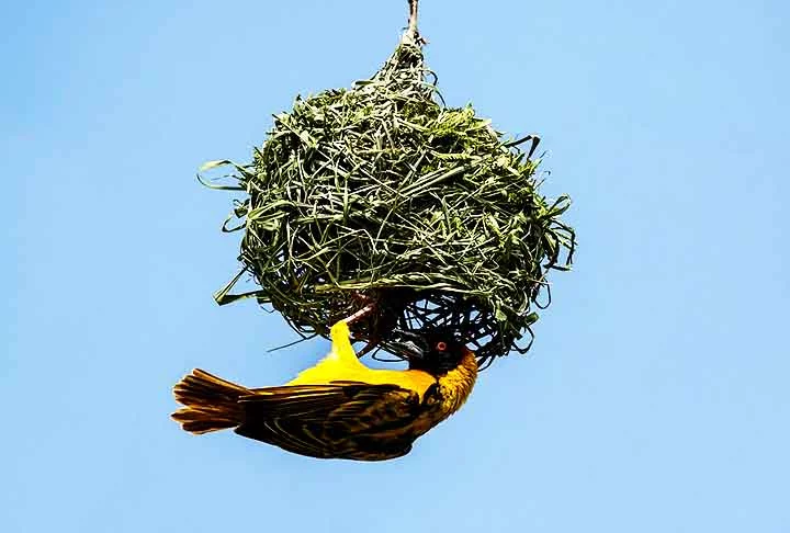 Pássaro-tecelão (Ploceidae, família): Constrói ninhos intricados, parecidos com cestas suspensas, tecendo folhas e gramas em ramos. Em algumas espécies, os machos constroem várias opções para atrair as fêmeas.
