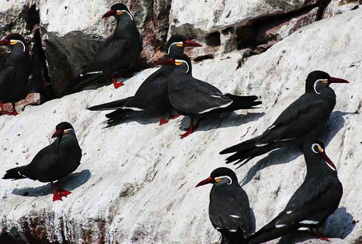 Andorinha-do-mar-inca (Thalasseus elegans): Essa ave faz seus ninhos em penhascos e locais altos, geralmente em colônias grandes, e utiliza algas e até pequenos ossos para construir ninhos em áreas difíceis de alcançar