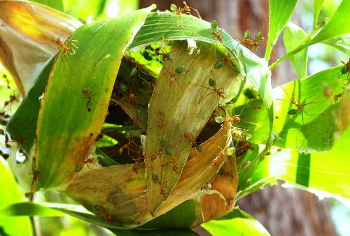 Formiga tecelã (Oecophylla smaragdina): Elas criam ninhos suspensos em árvores, unindo folhas usando um 