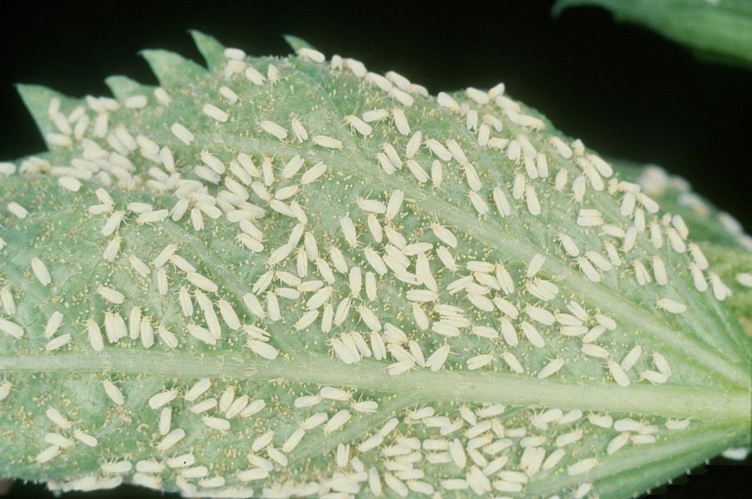 Mosca branca - Encontrada em regiões de clima quente e úmido. Prefere culturas de algodão e soja, além de frutas e legumes. Também infesta plantas ornamentais, como o bico-de-papagaio. Suga a seiva, deixando a planta sem alimento. 