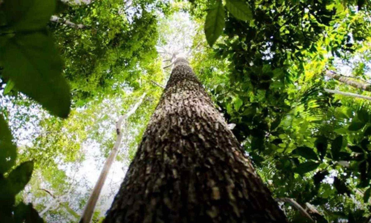 Objetivo é promover ações para limitar o aumento da temperatura global a 1,5°C -  (crédito: Marcelo Camargo/Agência Brasil)