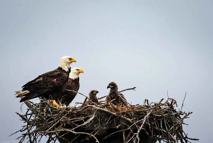 Águia-careca (Haliaeetus leucocephalus): Essa águia americana constrói alguns dos maiores ninhos de aves do mundo. Com galhos e gravetos, os casais constroem seus ninhos nas árvores, e eles podem chegar a mais de 3 metros de profundidade e pesar cerca de uma tonelada.