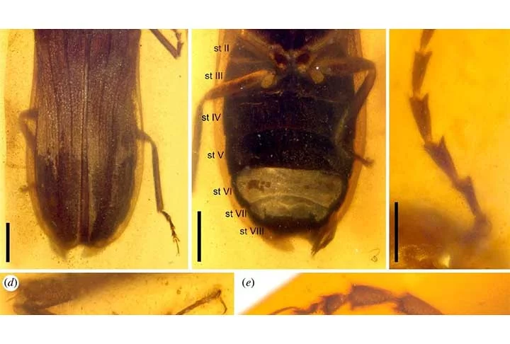 Cientistas descobrem fóssil de vaga-lume da época dos dinossauros - - Cai et al./Biological Sciences