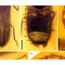 Cientistas descobrem fóssil de vaga-lume da época dos dinossauros - - Cai et al./Biological Sciences