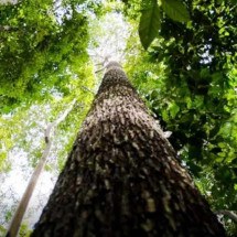 Ambientalistas dizem que acordo da COP29 é insuficiente - Marcelo Camargo/Agência Brasil