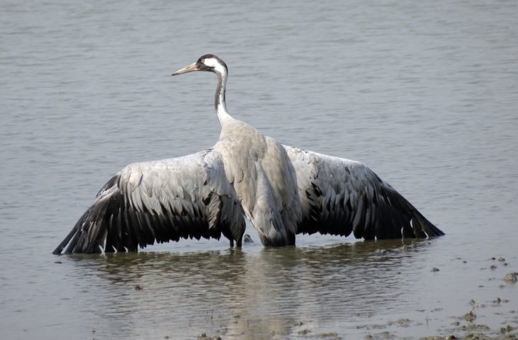 Estima-se que existam apenas cerca de 1.380 aves grous-japonês na natureza.