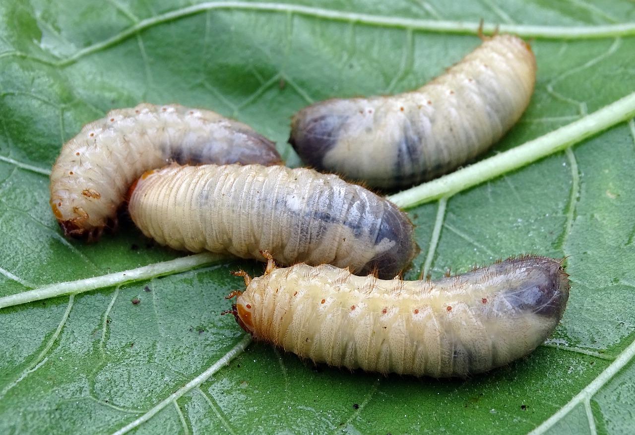 Córos (larvas de besouro) - Atacam, principalmente, à noite, atraídos pela luz das luminárias. Alimentam-se de raízes, deixando as plantas fracas e sem capacidade de absorver água. 