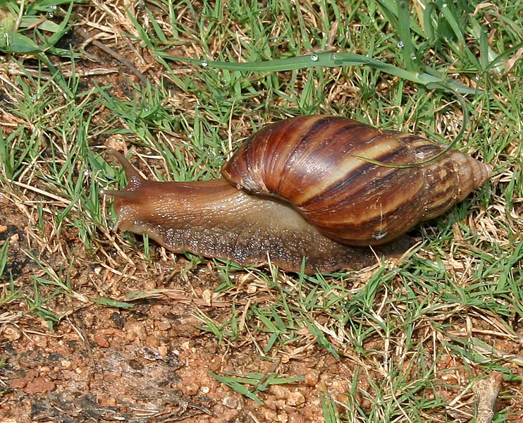 Este tipo de caramujo, nativo da África Oriental, é um dos mais prejudiciais do planeta. Ele come mais de 500 tipos de plantas e cascas de árvore. 