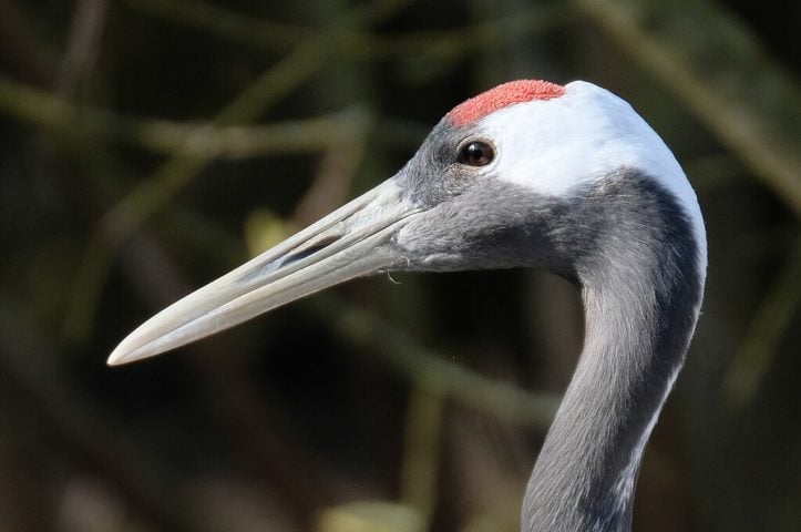 A preservação do grou-japonês é crucial não apenas para a biodiversidade do planeta, mas também para a manutenção de tradições culturais.