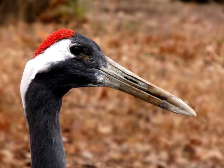 O grou-japonês vive em média 30 anos na natureza e até 50 em cativeiro. Eles se alimentam de peixes, pequenos anfíbios, roedores e plantas. 