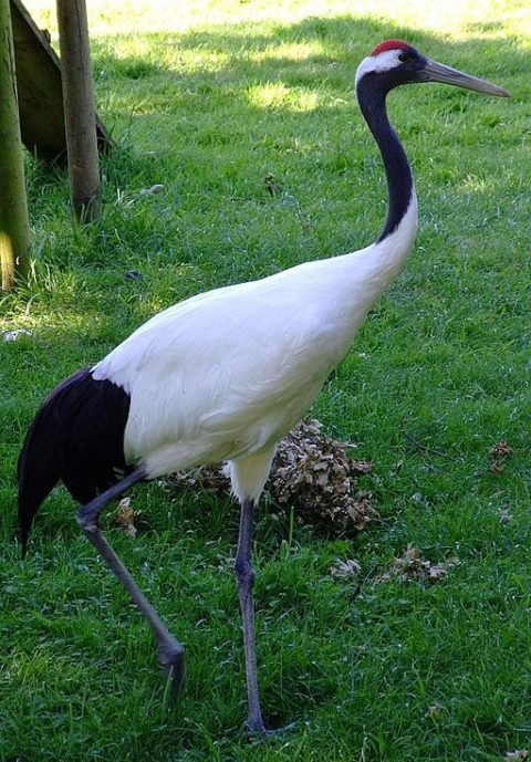 Além disso, é uma das maiores espécies de aves, podendo atingir mais de 1,5 metro de altura e ter uma envergadura de asas de até 2,5 metros. 