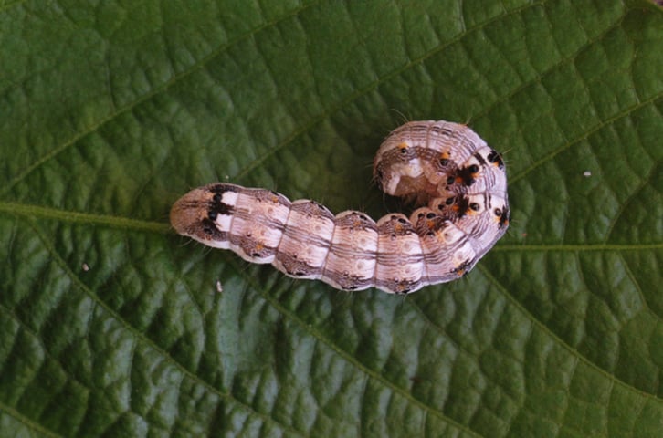 Lagarta Helicoverpa - Prolifera, principalmente, nas culturas de soja, algodão, feijão e milho. As larvas atacam ramos, flores e cápsulas de semente. 