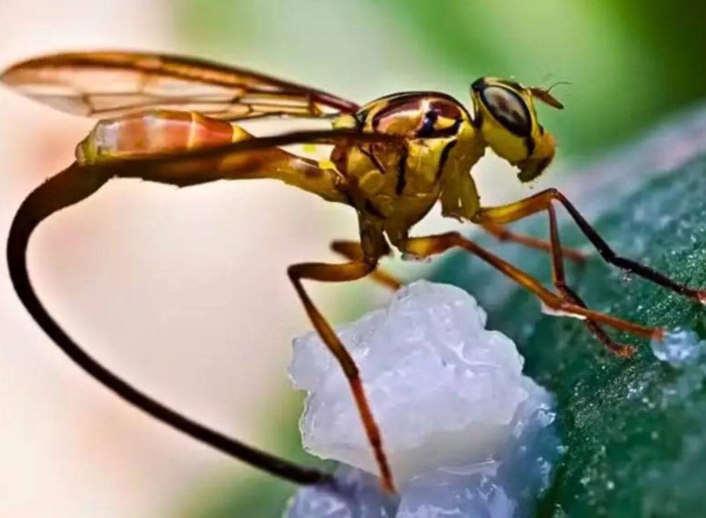 O estudo envolveu três insetos-praga que já causam danos importantes em outros países: a mosca-das-frutas (Bactrocela Dorsalis), a mosca-das-frutas-do-mamão (Anastrepha Curvicauda - foto) e traça europeia dos cachos de videira (Lobresia Botrana). 

