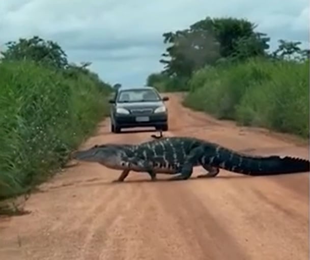 Alguns meses depois, um jacaré foi atacado e devorado por piranhas em um rio da região. Em 2024, outro jacaré causou alvoroço ao interromper o trânsito no sul do estado.