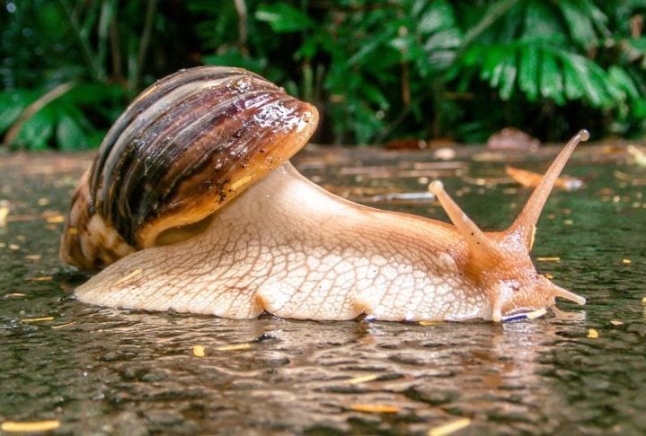 Para isso, usam-se nematoides (vermes parasitas de animais), bactérias, fungos e parasitoides que só afetam aqueles insetos invasores, sem risco de danos colaterais. 