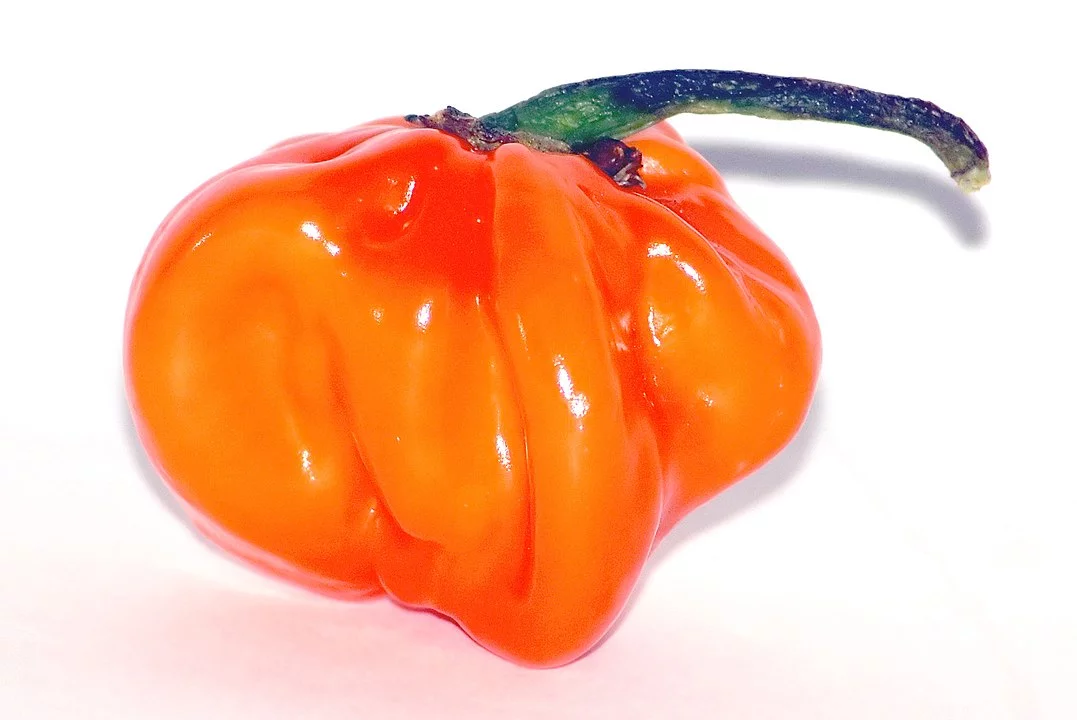 Ela também é conhecida pelo nome popular de pimenta-laranja. A pimenta-bode é fácil de plantar em casa, mede até 90 cm e sua cor varia de verde a laranja, conforme amadurece. 