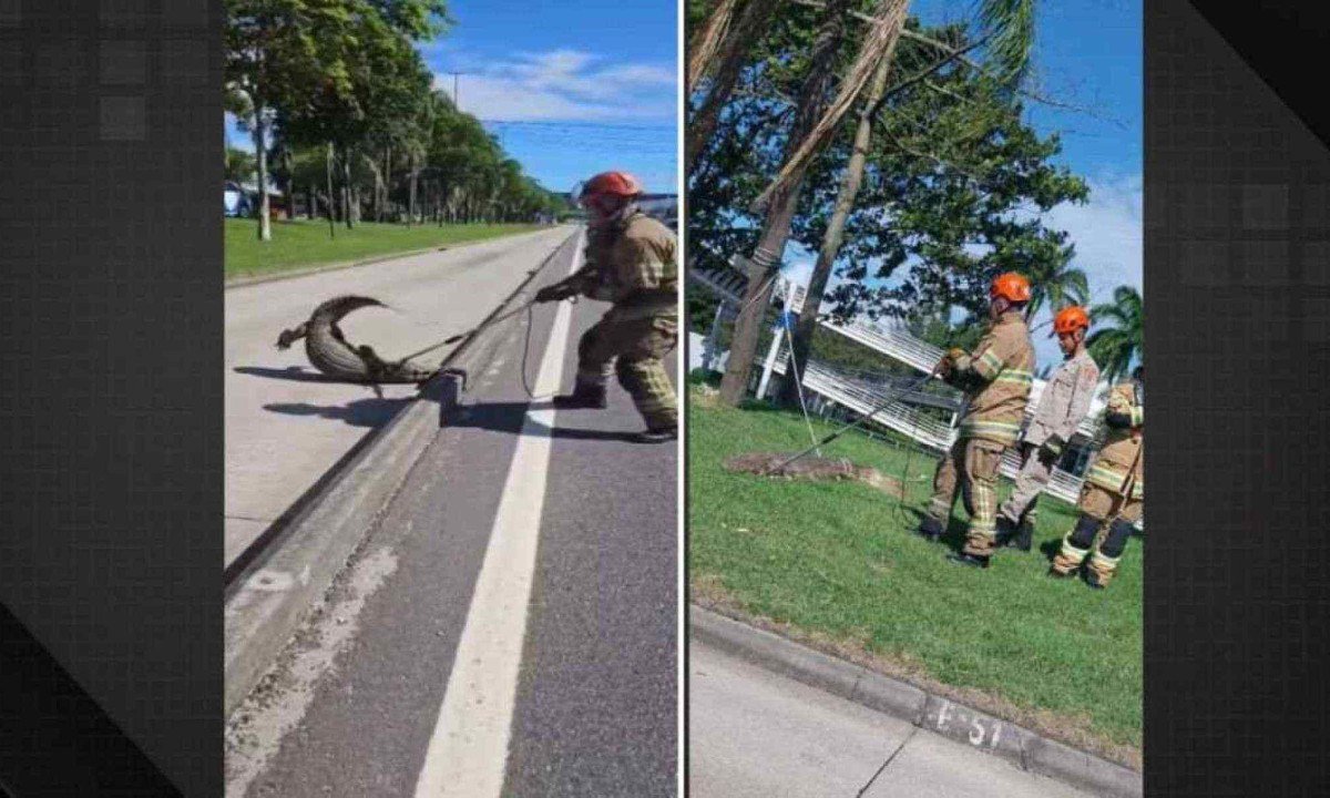 JacarÃ© foi capturado pelo Corpo de Bombeiros em pista da Avenida Ayrton Senna, no Rio -  (crédito: ReproduÃ§Ã£o/Dailymotion)