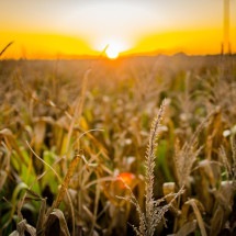 Evento reunirá nomes do marketing no agro nacional - DINO