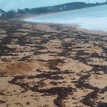 Pra quem não viu: Tanajuras e caravelas se espalham pela areia e intrigam especialistas - reprodução/redes sociais