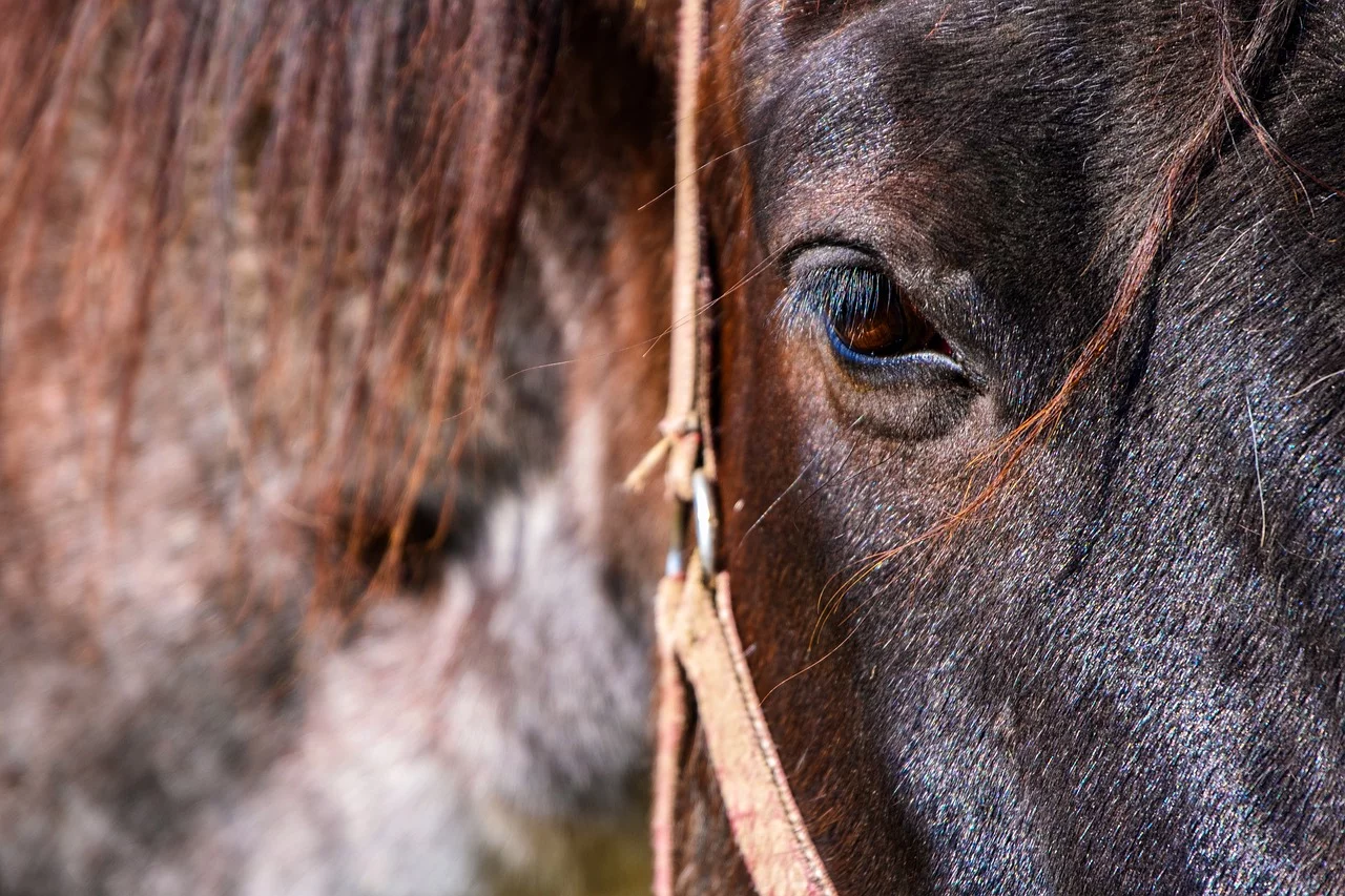 Flagrantes absurdos: Pessoas transportam cavalos em moto e no banco traseiro do carro; saiba em que estado - Nicky por pixabay