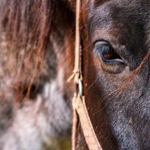 Flagrantes absurdos: Pessoas transportam cavalos em moto e no banco traseiro do carro; saiba em que estado - Nicky por pixabay