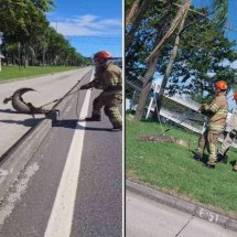 Vídeo: jacaré é resgatado em avenida da Barra, no RJ