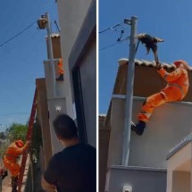 Vídeo: tamanduá-mirim é resgatado em fios elétricos de residência - Redes Sociais/Divulga&Atilde;&sect;&Atilde;&pound;o