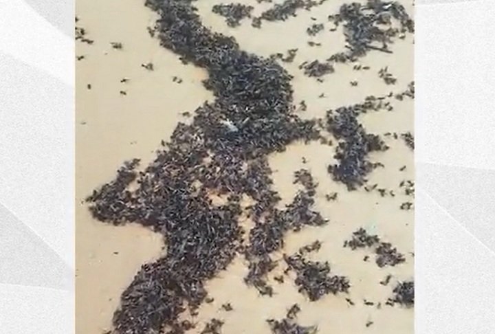 Ao jornal A Gazeta, a prefeitura local confirmou a veracidade do vídeo e afirmou que o surgimento de tanajuras e caravelas na região está ligado ao período reprodutivo das espécies, somado à entrada do vento leste na costa.