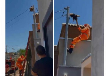 Bombeiro, com uso de equipamento adequado, conseguiu desgarrar o tamanduá do local de risco -  (crédito: Redes Sociais/DivulgaÃ§Ã£o)