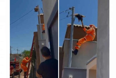 Bombeiro, com uso de equipamento adequado, conseguiu desgarrar o tamanduá do local de risco -  (crédito: Redes Sociais/DivulgaÃ§Ã£o)