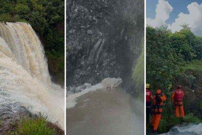 Vídeo: bombeiros resgatam boi em cachoeira de MG -  (crédito: 8Âº BBM/DivulgaÃ§Ã£o)