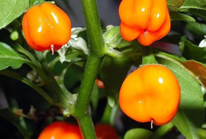 A pimenta bode é originária do Brasil e pode ser encontrada em grande número em Goiás, no Centro-Oeste, e em algumas partes do Nordeste. 