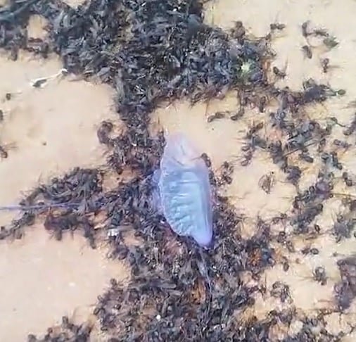 Sobre a presença da caravela-portuguesa, a secretaria de Meio Ambiente do município comunicou que essa espécie não é comum nas praias da região.
