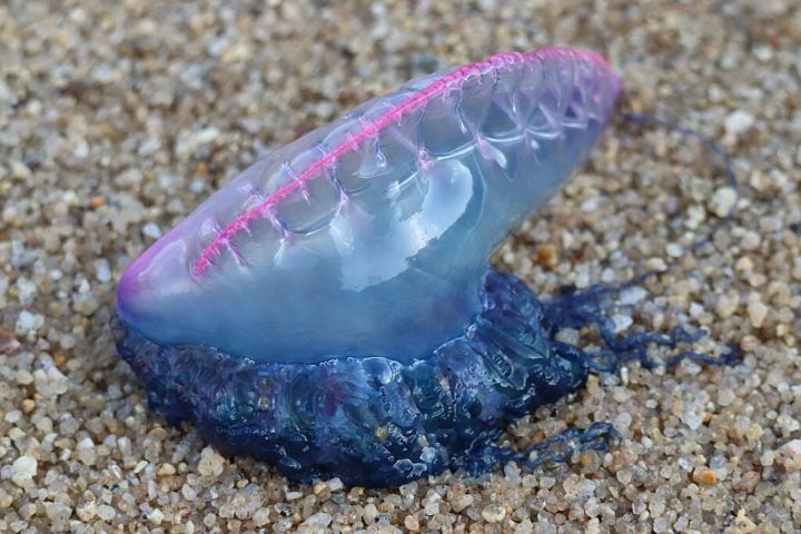 Já a caravela-portuguesa (Physalia physalis), é um organismo marinho fascinante e, ao mesmo tempo, perigoso. 