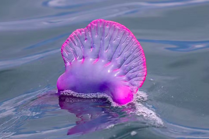 A parte mais visível da caravela-portuguesa é uma estrutura flutuante cheia de gás, semelhante a uma vela. Essa estrutura permite que a colônia se mantenha na superfície da água, impulsionada pelos ventos e correntes marítimas.